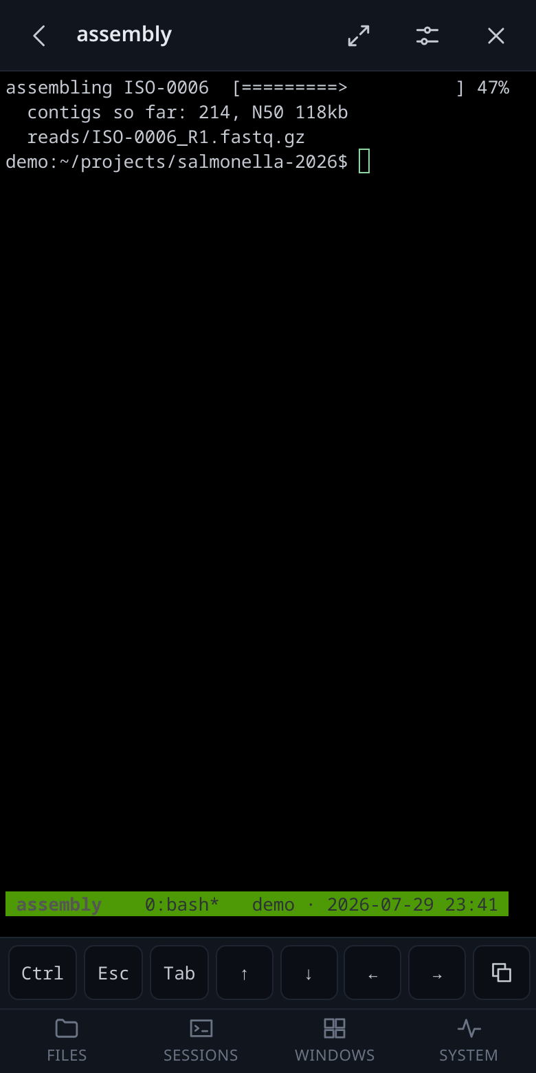 A tmux session attached on a phone.